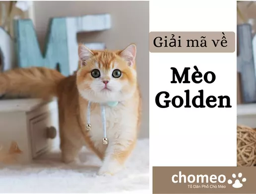 giá mèo golden, mèo golden, giá mèo golden, mèo golden giá, ny11 là gì, mèo anh lông ngắn black golden, mèo anh lông ngắn blue golden, mèo anh lông ngắn golden tabby, mèo anh lông ngắn màu black golden, mèo anh lông ngắn vàng trắng