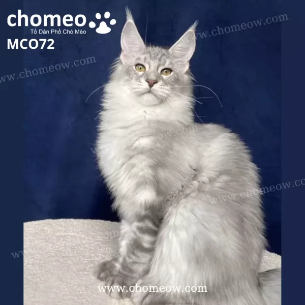 Mèo Maine Coon Black Silver Đực MCO72
