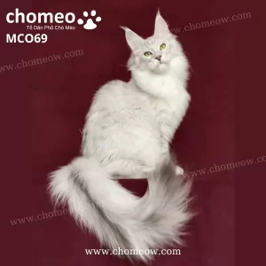 Mèo Maine Coon Silver Ns11 Đực MCO69