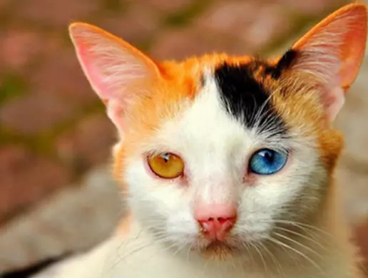 Mèo Tam Thể Mắt 2 Màu