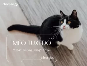 Mèo Tuxedo thuần chủng nhập khẩu