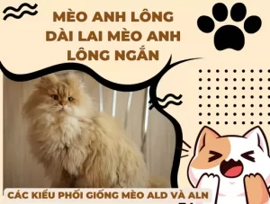 Mèo anh lông dài lai anh lông ngắn _ Các kiểu phối giống mèo ALD và ALN