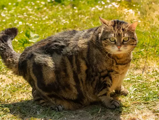 Xác định mèo có gầy hay béo