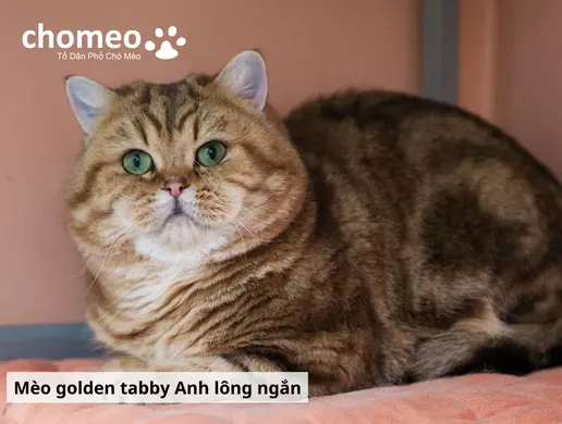 mèo golden tabby
