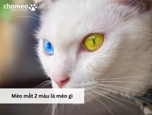 Mèo mắt 2 màu là mèo gì