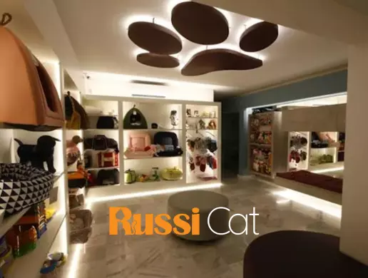 Mèo nhập khẩu Russicat