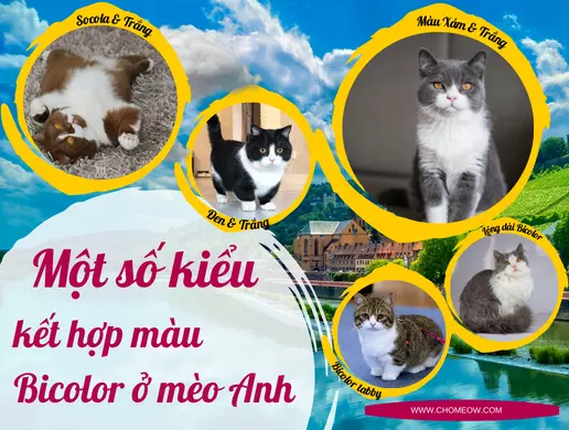 một số kiểu kết hợp màu bicolor ở mèo Anh
