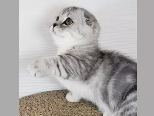 Mèo tai cụp chân ngắn silver tabby