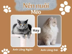 Nên nuôi mèo anh lông ngắn hay mèo anh lông dài_ Ưu nhược điểm mèo ALN và ALD