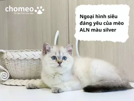 Ngoại hình siêu đáng yêu của mèo Anh màu silver