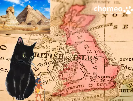 Người ta vẫn cho rằng mèo Anh lông ngắn bắt nguồn từ Ai Cập trước khi được người La Mã đưa đến nước Anh