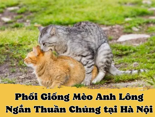 Nhận phối giống mèo Anh lông ngắn tại Hà Nội