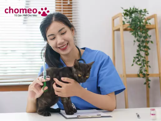 Cho mèo tiêm đầy đủ vaccine