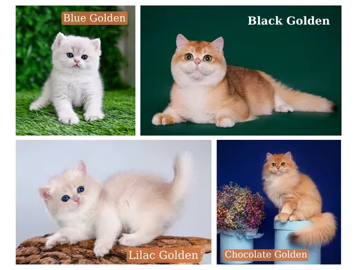 Các biến thể màu của mèo Golden