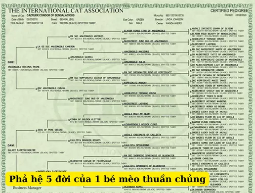 Phả hệ 5 đời của mèo Anh lông ngắn thuần chủng