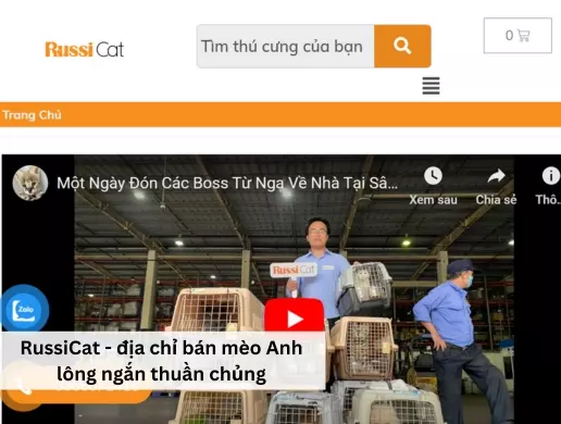 RussiCat - địa chỉ bán mèo Anh lông ngắn thuần chủng