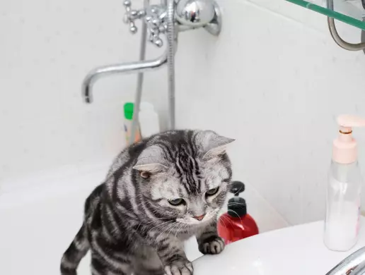 Tắm cho mèo Anh lông ngắn