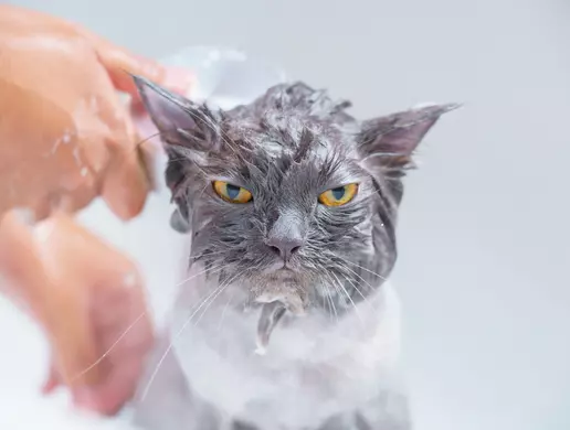 Bao lâu tắm cho mèo 1 lần là phù hợp
