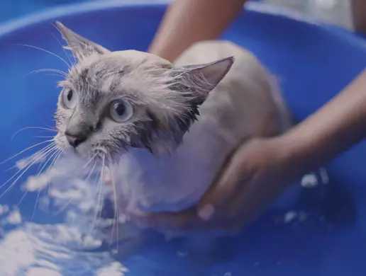 Tắm ướt cho mèo