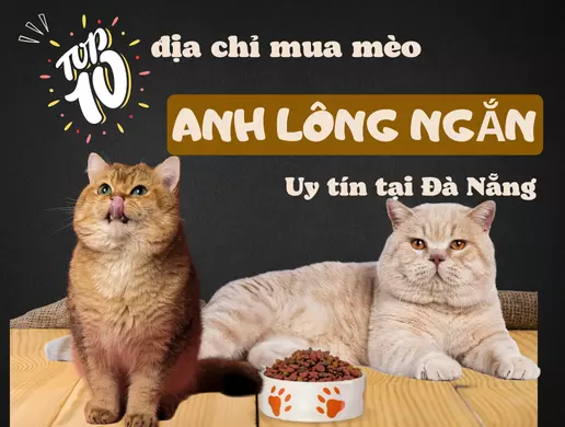 Tất tần tật top các địa chỉ mua mèo Anh lông ngắn uy tín tại Đà Nẵng