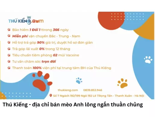 Thú Kiểng - địa chỉ bán mèo Anh lông ngắn thuần chủng