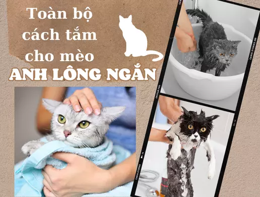 Toàn Bộ Cách Tắm Cho Mèo Anh Lông Ngắn Từng Trường Hợp Chi Tiết