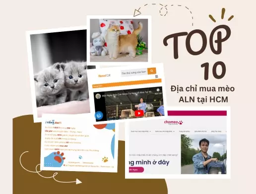 Top 10 địa chỉ mua mèo Anh lông ngắn tại HCM