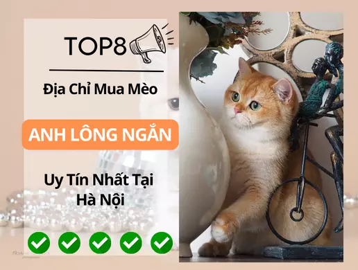 Top8 địa chỉ mua mèo Anh lông ngắn Hà Nội