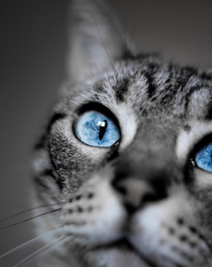 mèo anh lông ngắn mắt xanh lam