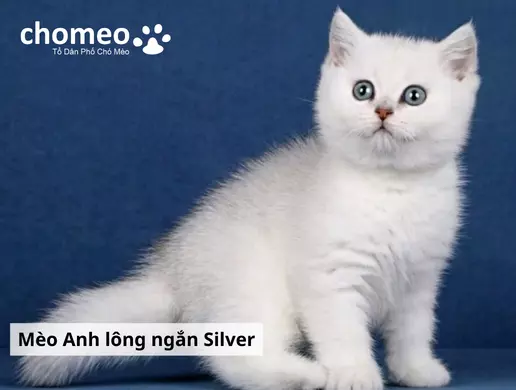 Mèo Anh lông ngắn màu Silver