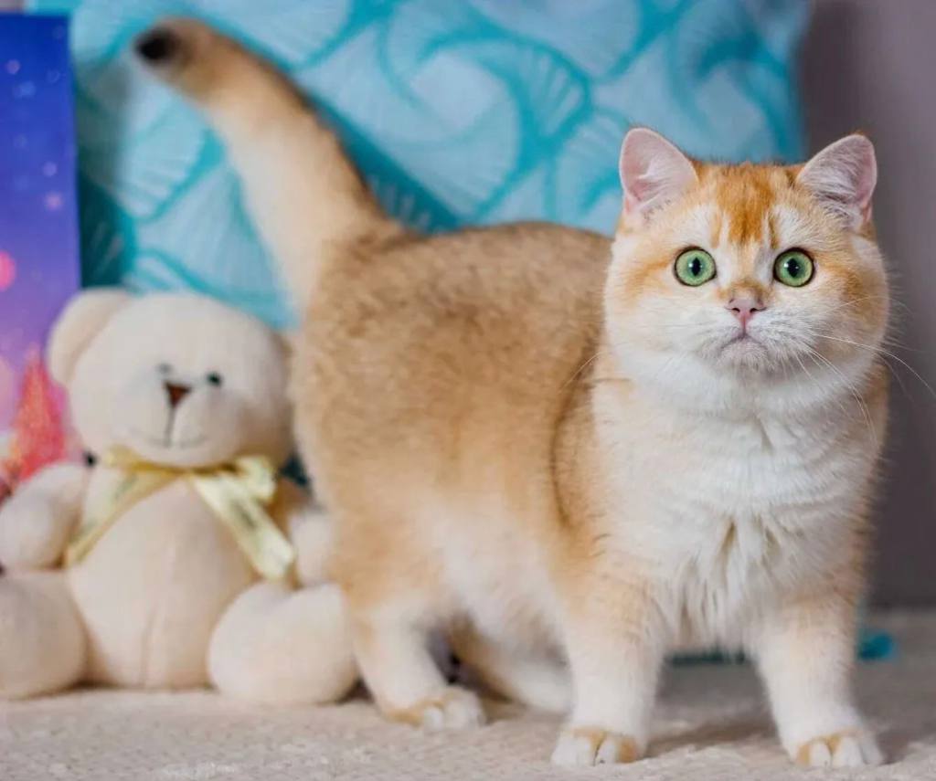Ký hiệu màu lông ny ở mèo Golden là gì
