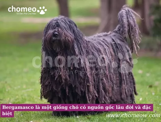 Bergamasco là một giống chó có nguồn gốc lâu đời và đặc biệt