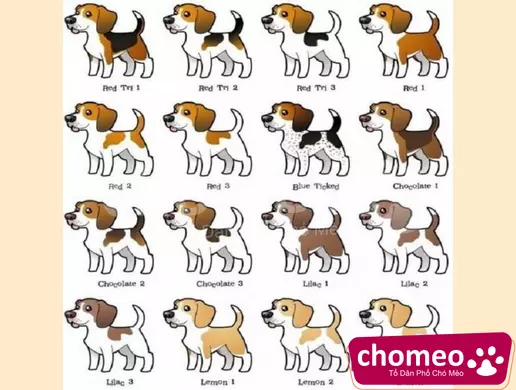 Các màu chủ yếu của chó Beagle