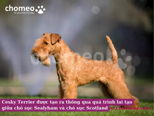 Cesky Terrier được tạo ra thông qua quá trình lai tạo giữa chó sục Sealyham và chó sục Scotland