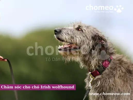Chăm sóc cho chó Irish wolfhound