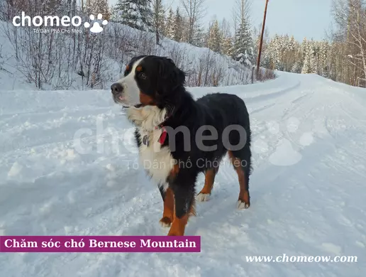 Chăm sóc chó núi Bernese