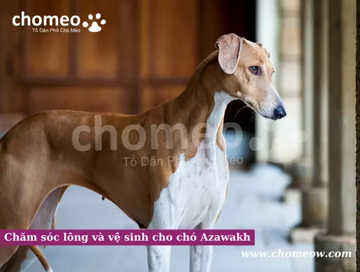 Chăm sóc lông và vệ sinh cho chó Azawakh