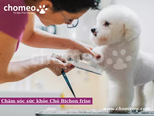 Chăm sóc sức khỏe Chó Bichon frise