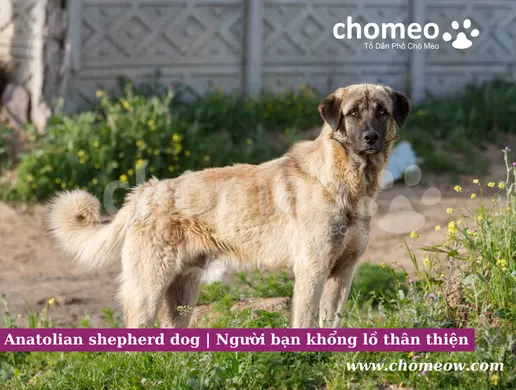 Chăm sóc sức khỏe cho chó  Anatolian shepherd dog
