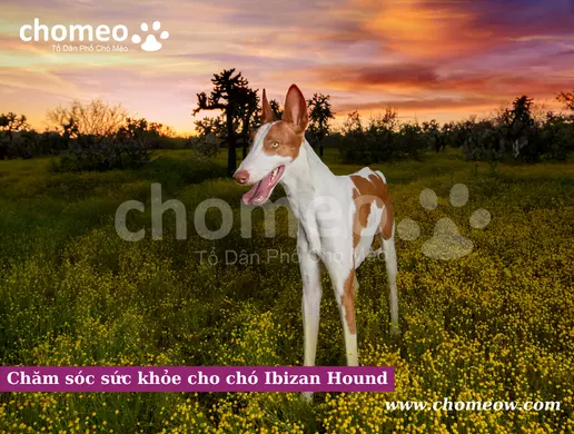 Chăm sóc sức khỏe cho chó Ibizan Hound