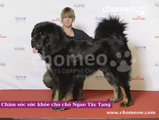 Chăm sóc sức khỏe cho chó Ngao Tây Tạng