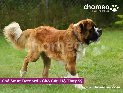 Chăm sóc sức khỏe cho chó Saint Bernard