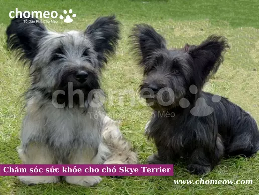 Chăm sóc sức khỏe cho chó Skye Terrier