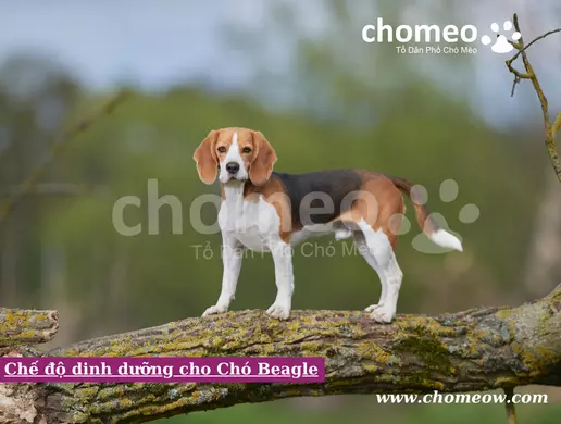 Chế độ dinh dưỡng cho Chó Beagle