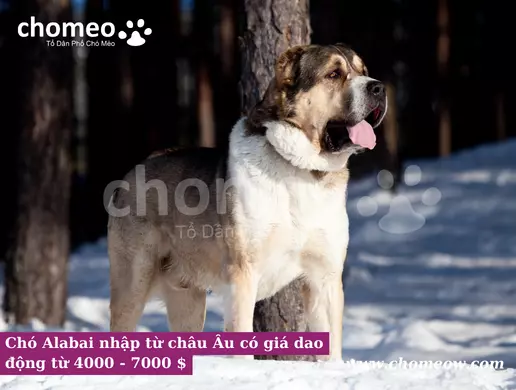 Chó Alabai nhập từ châu Âu có giá dao động từ 4000 - 7000 $