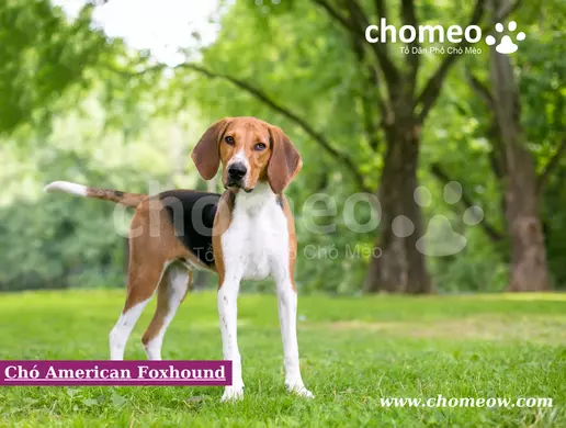 Chó American Foxhound
