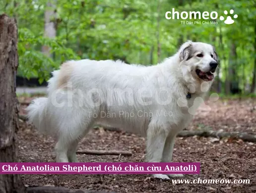 Chó Anatolian Shepherd (chó chăn cừu Anatoli)