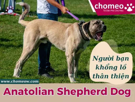 Chó Anatolian shepherd dog _ Người bạn khổng lồ thân thiện