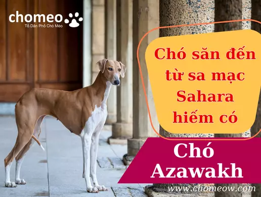 Chó Azawakh _ chó săn đến từ sa mạc Sahara hiếm có