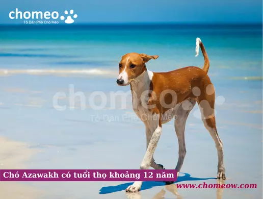 Chó Azawakh có tuổi thọ khoảng 12 năm